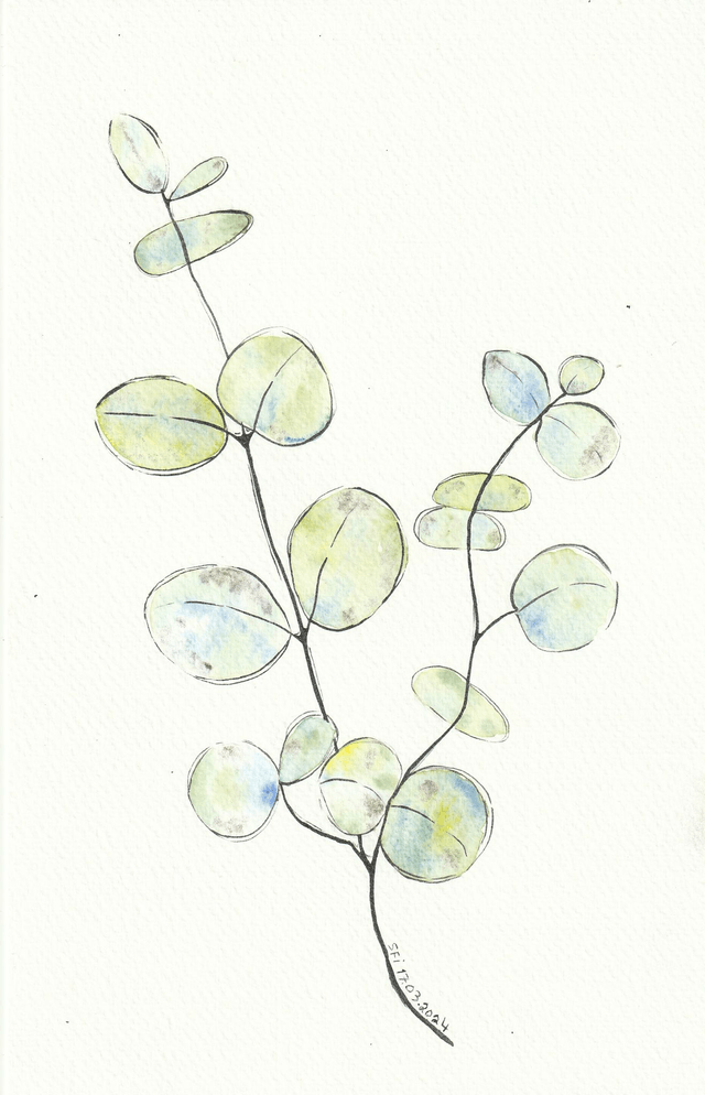 Branche d'eucalyptus