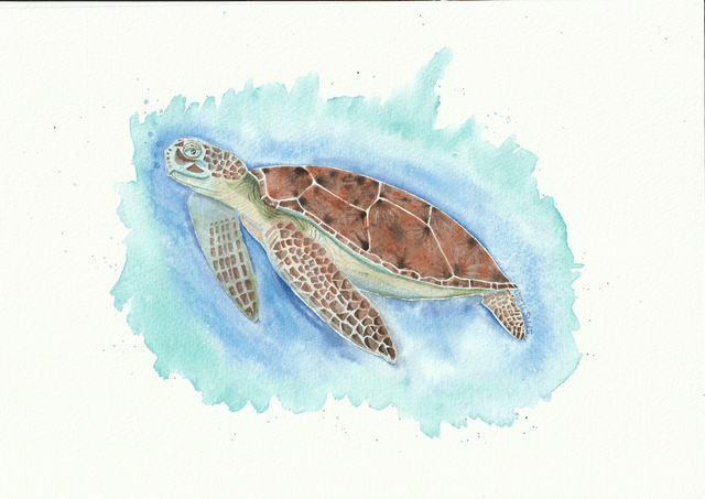Tortue