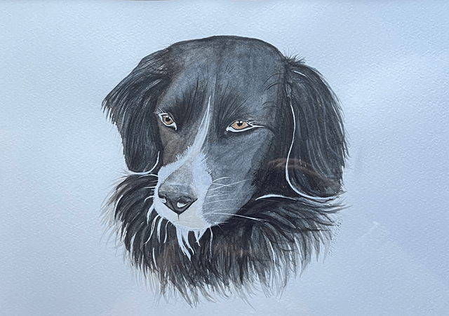 Chien -  Border collie