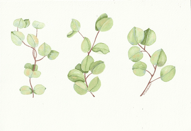 Les branches d'eucalyptus
