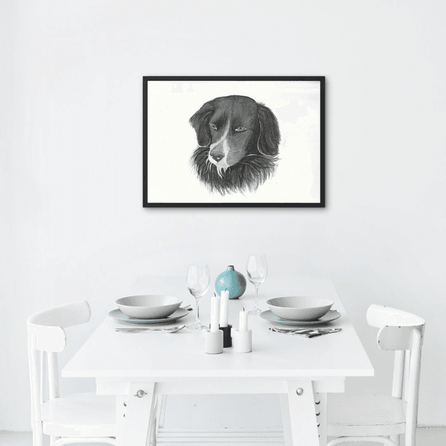 Chien -  Border collie